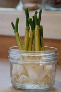 green onions