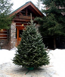 Christmas Tree