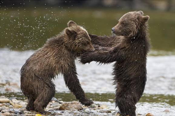 bears