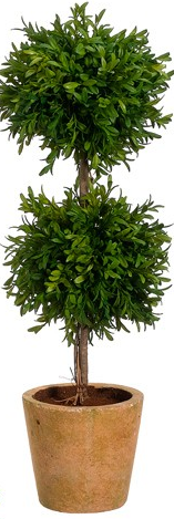 topiary