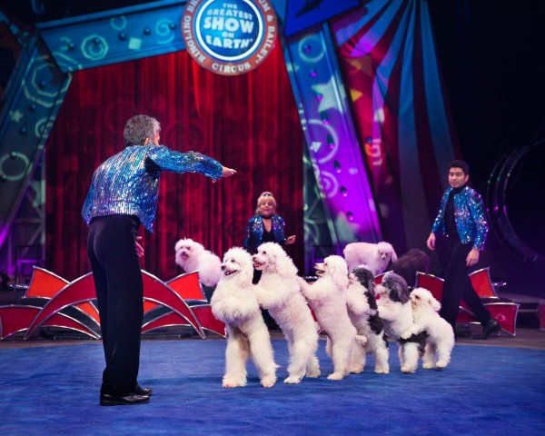 dogs