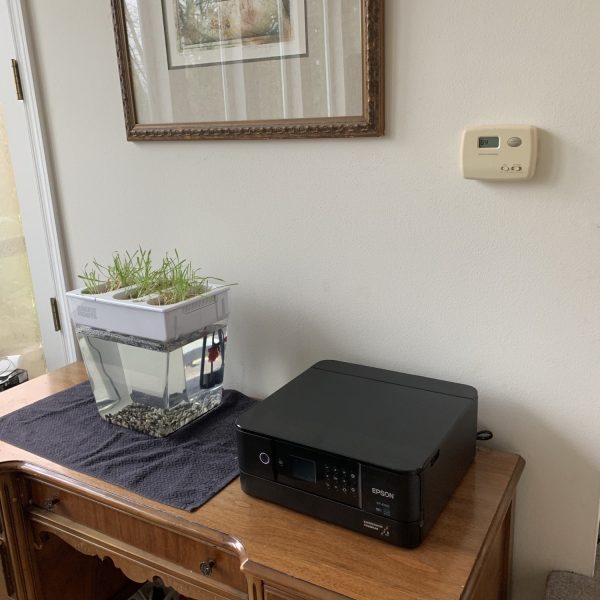 Epson Expression